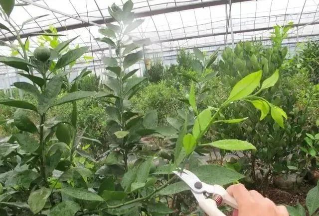 国产女人高潮毛片