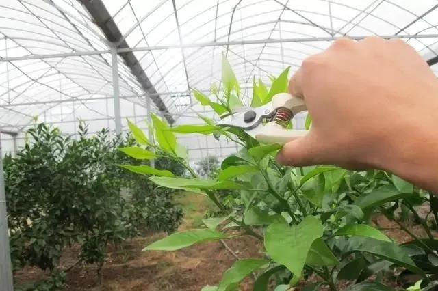 国产女人高潮毛片