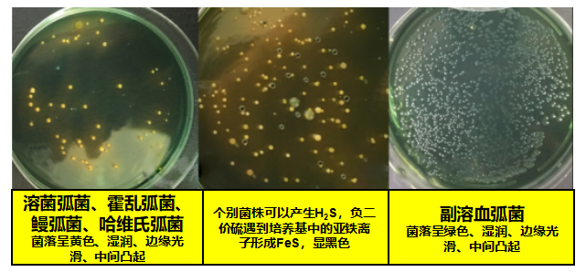 国产女人高潮毛片