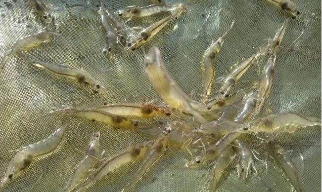 国产女人高潮毛片