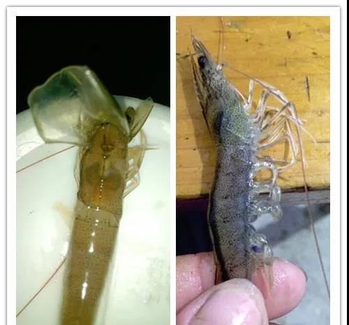国产女人高潮毛片
