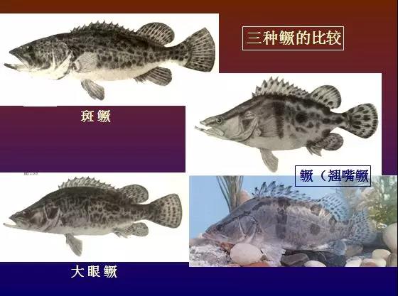 国产女人高潮毛片