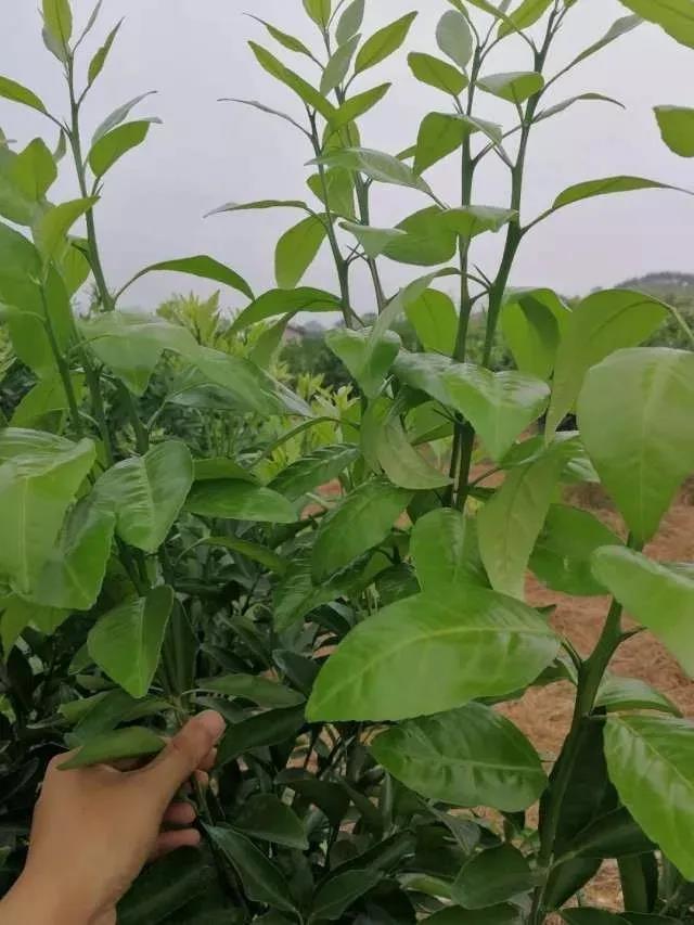 国产女人高潮毛片