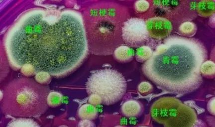 国产女人高潮毛片