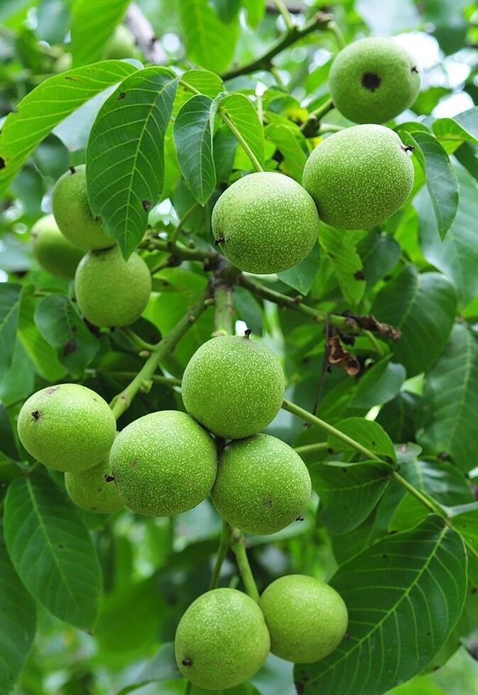 核桃树