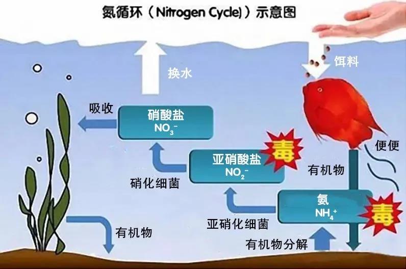 国产女人高潮毛片
