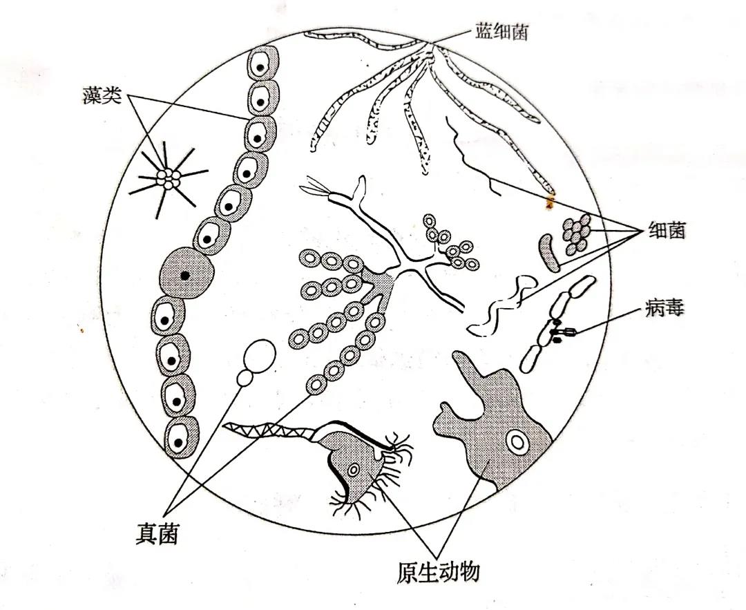 国产女人高潮毛片
