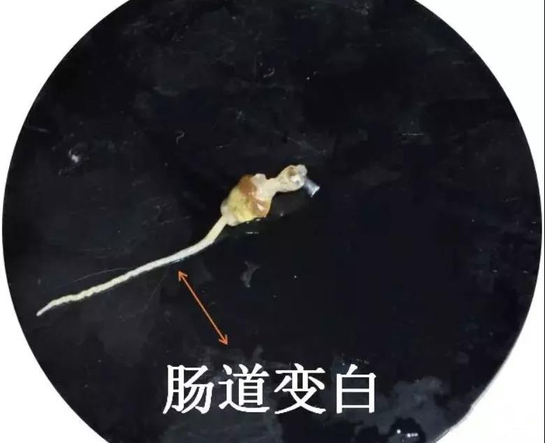 国产女人高潮毛片