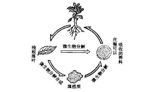 国产女人高潮毛片