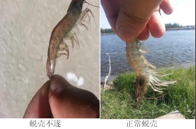 国产女人高潮毛片