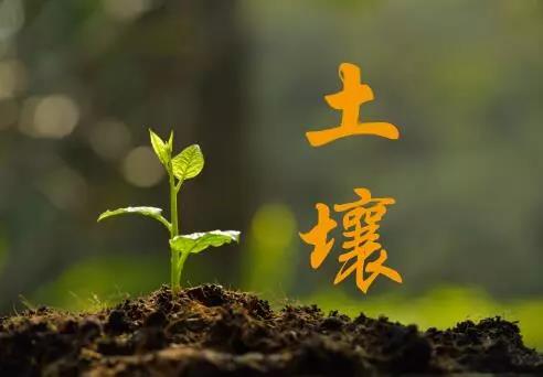 国产女人高潮毛片