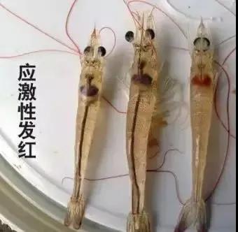 国产女人高潮毛片