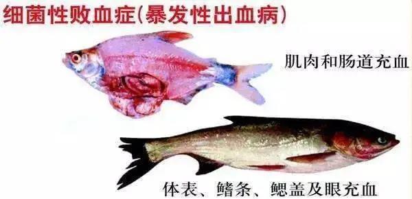 国产女人高潮毛片