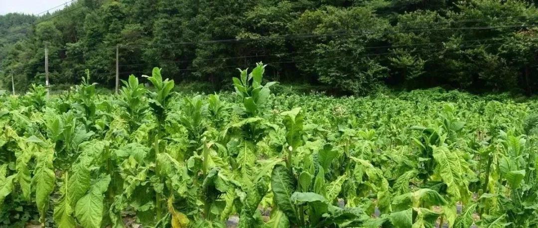 国产女人高潮毛片