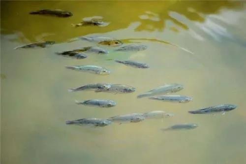 国产女人高潮毛片