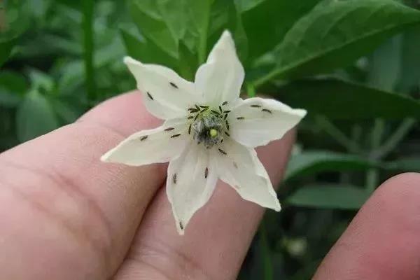 国产女人高潮毛片