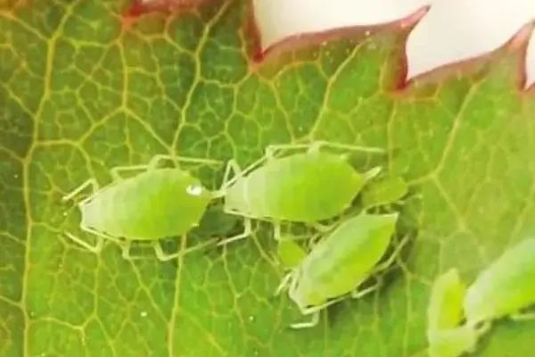 国产女人高潮毛片