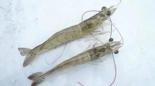 国产女人高潮毛片