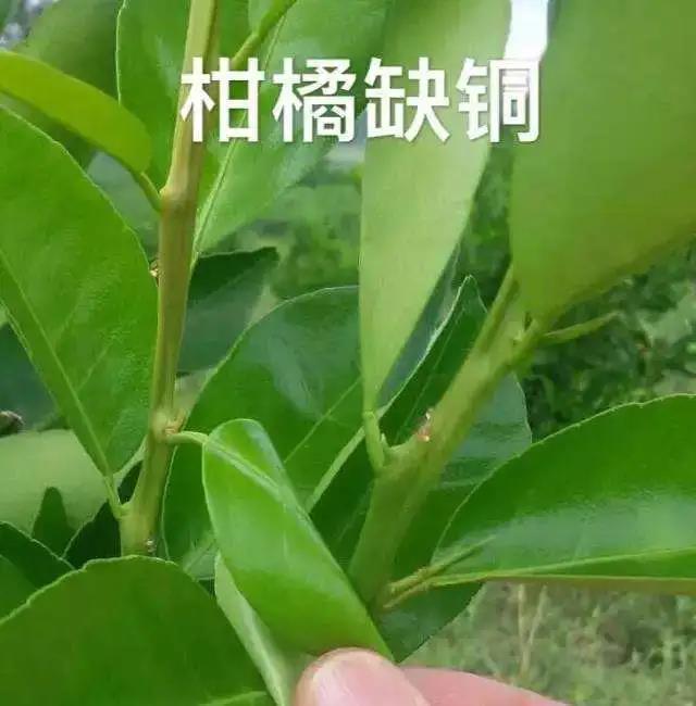 国产女人高潮毛片