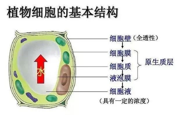国产女人高潮毛片