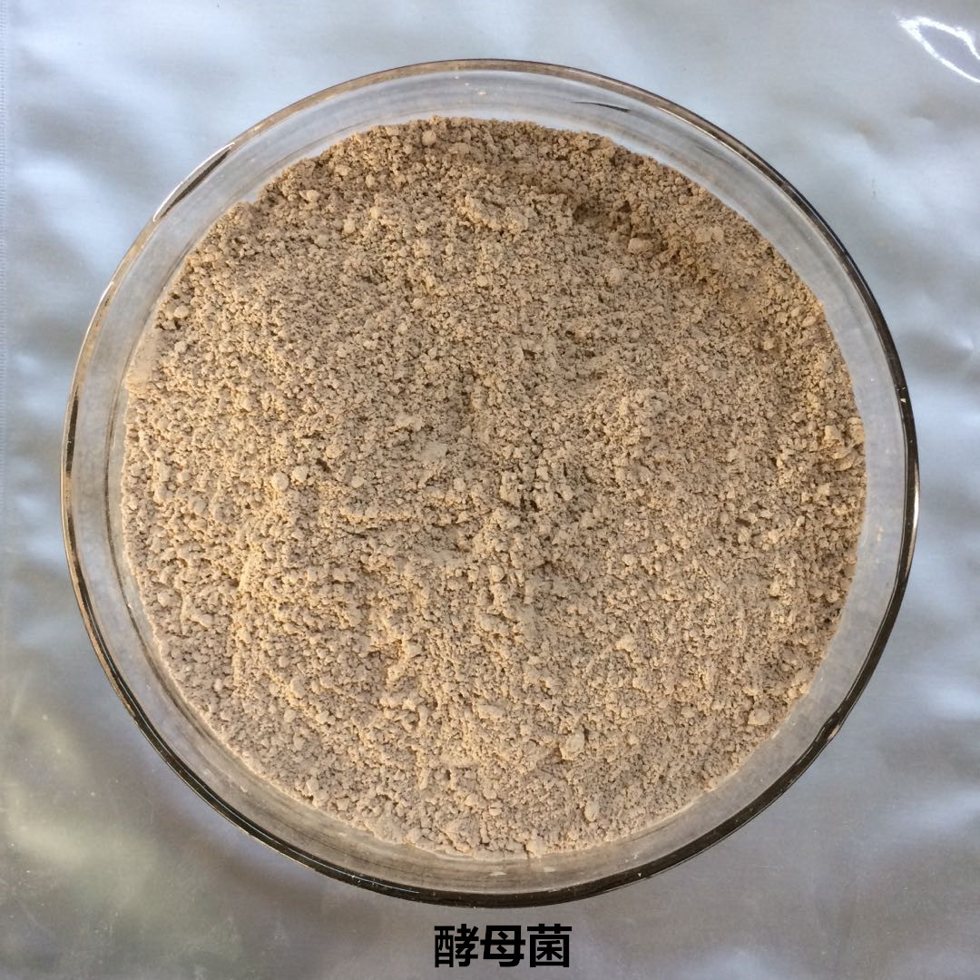 酵母菌