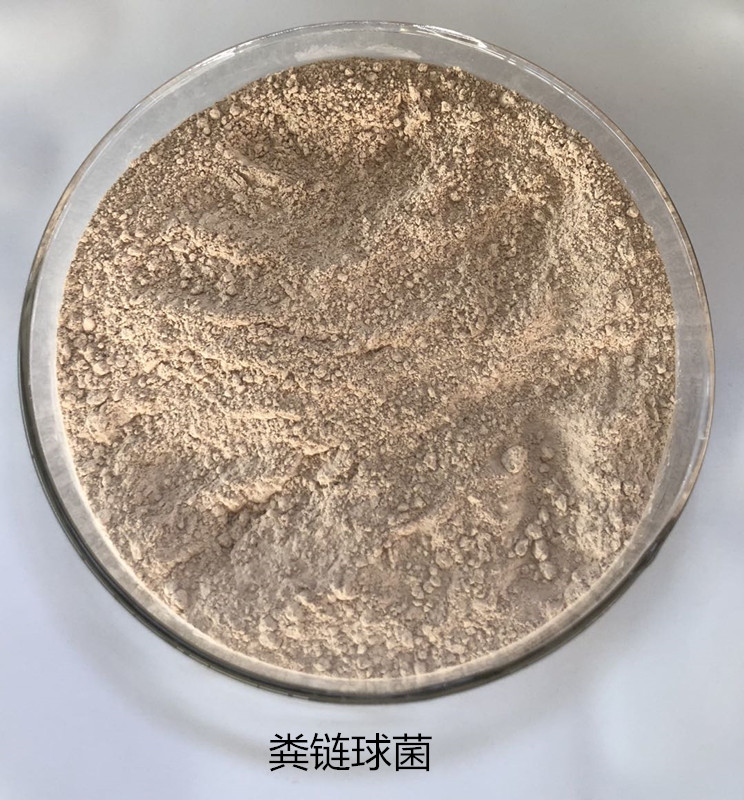 粪链球菌
