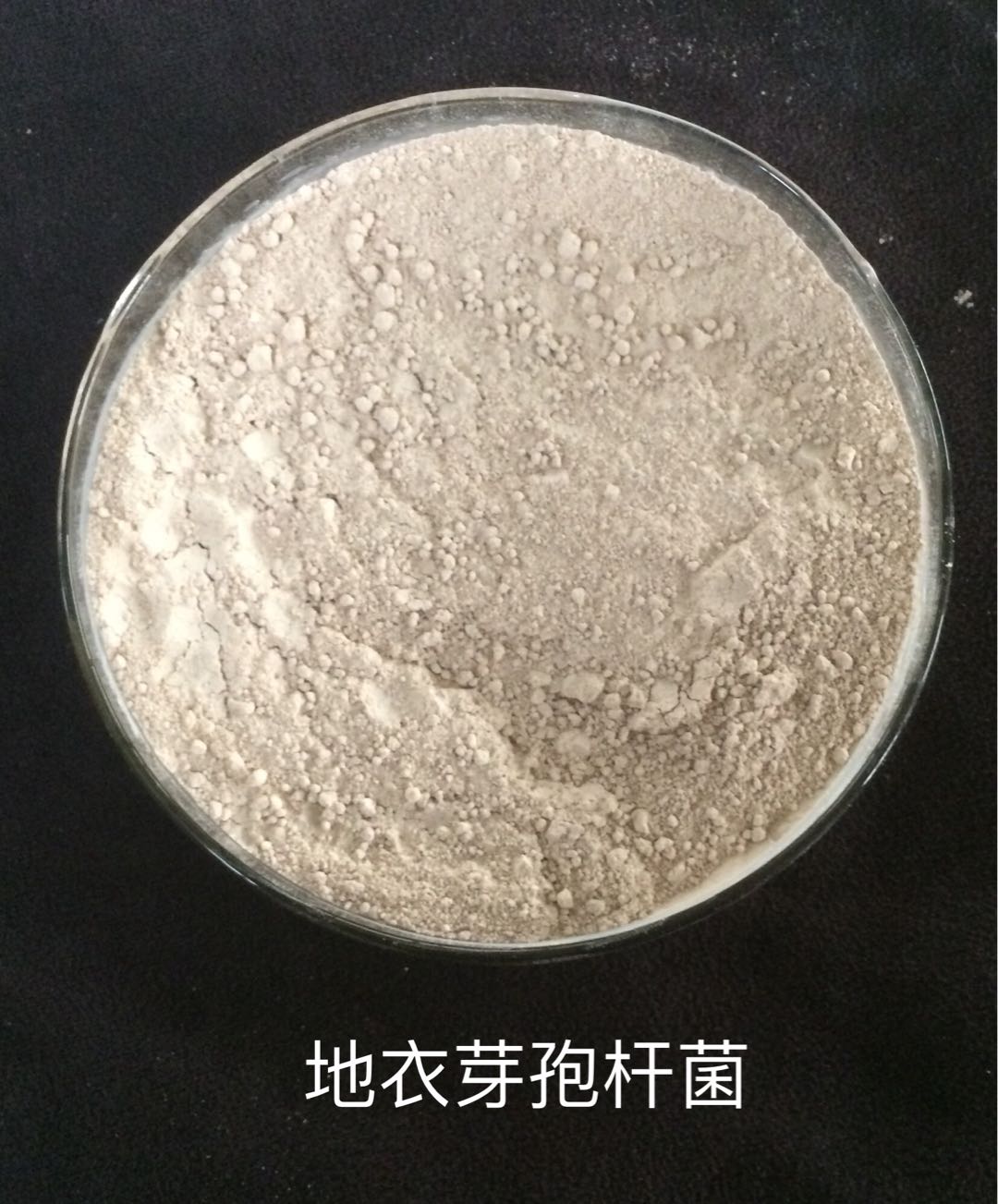 地衣芽孢杆菌