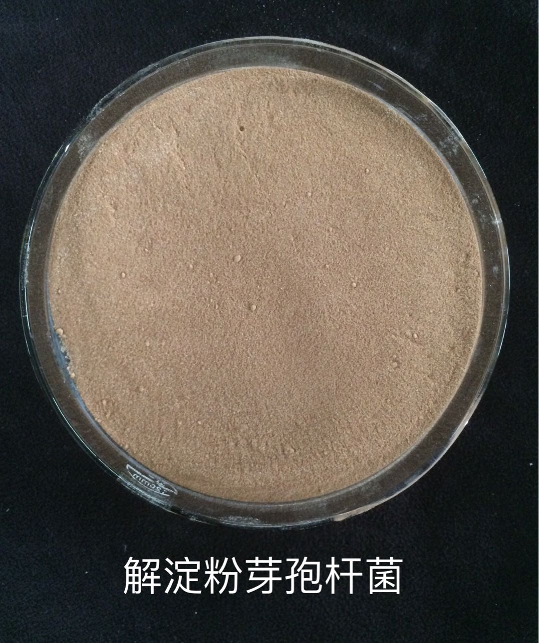 解淀粉芽孢杆菌